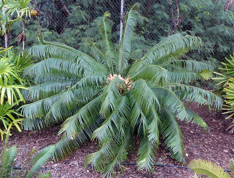 Photo of a healthy Cycas micronesica plant