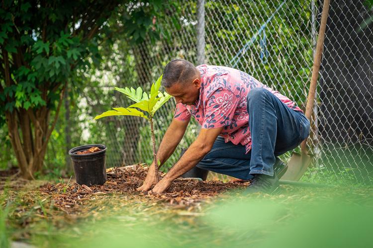 Tree planting
